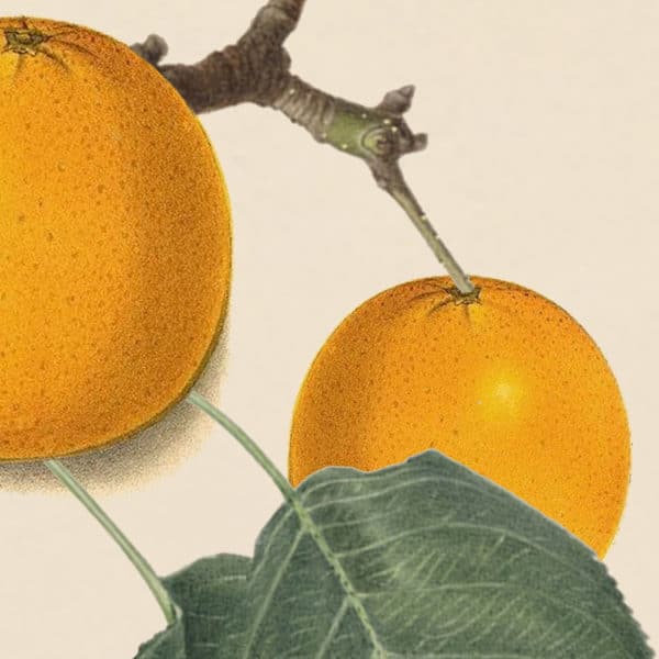 Kate-Taylor-Collective-Jennifer-Shorto-Oranges-Leaves-Wallpaper-Detail